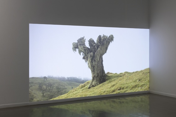Eline Benjaminsen, «Footprints in the Valley», 2024