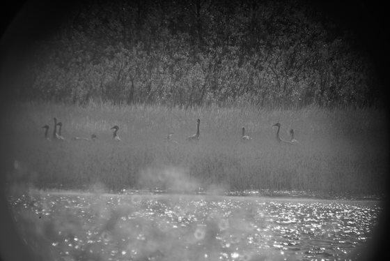 Espen Sommer Eide, «Wild Music Reserve (Pasvik),» Atelier Nord 2025