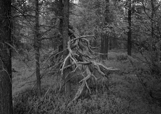 Espen Sommer Eide, «Wild Music Reserve (Pasvik),» Atelier Nord 2025